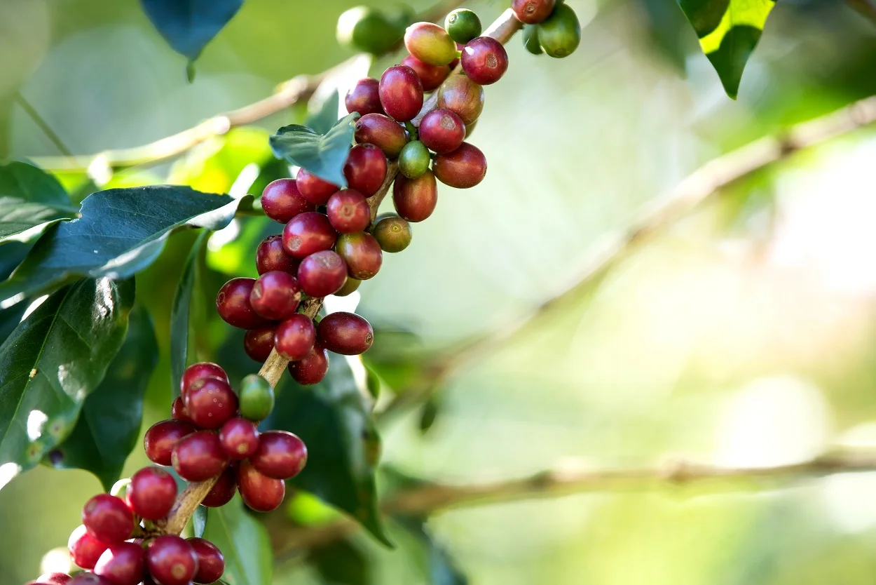 How to Plant and grow Coffee at Home