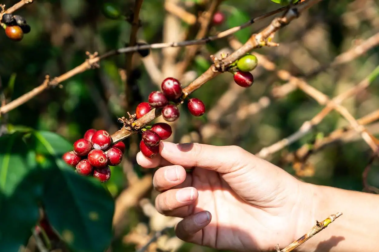 Pruning Coffee Fruit