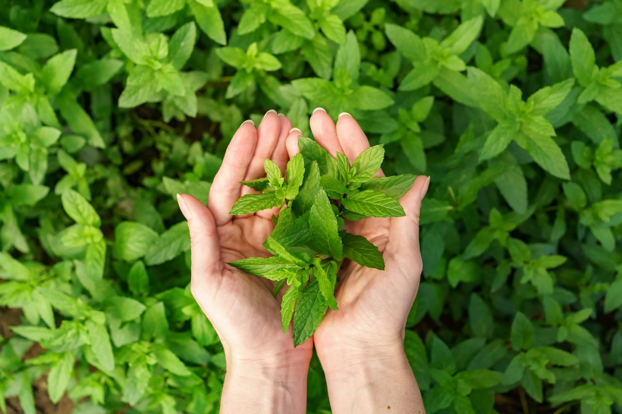How to Dry Mint for Tea Feature Image scaled